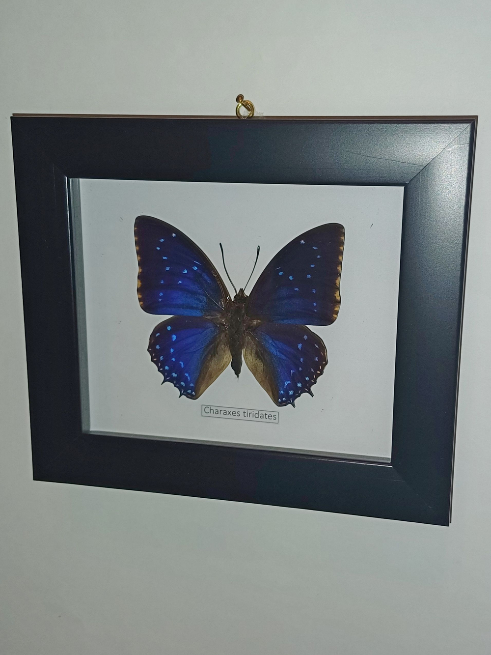 Бабочка Charaxes tiridates в рамке