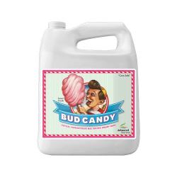 Bud Candy