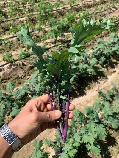 Капуста кейл сорта Ред рашн