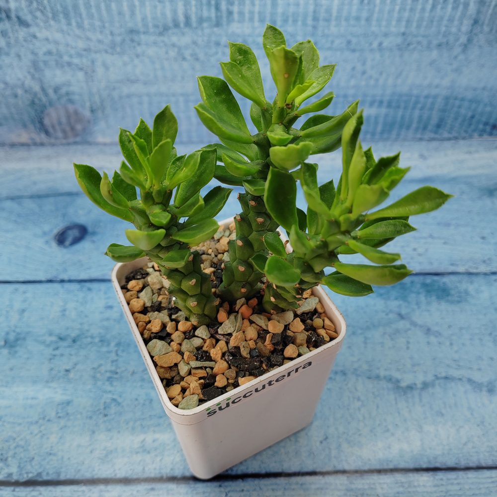 Monadenium Stapelioides (Монадениум)