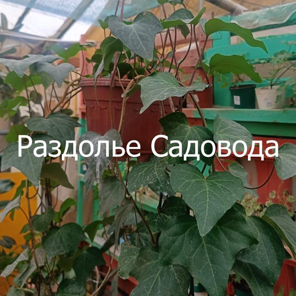 Плющ колхидский Дентата