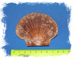 Пектен Вогдеси (плоская створка), 6-8см, 1шт