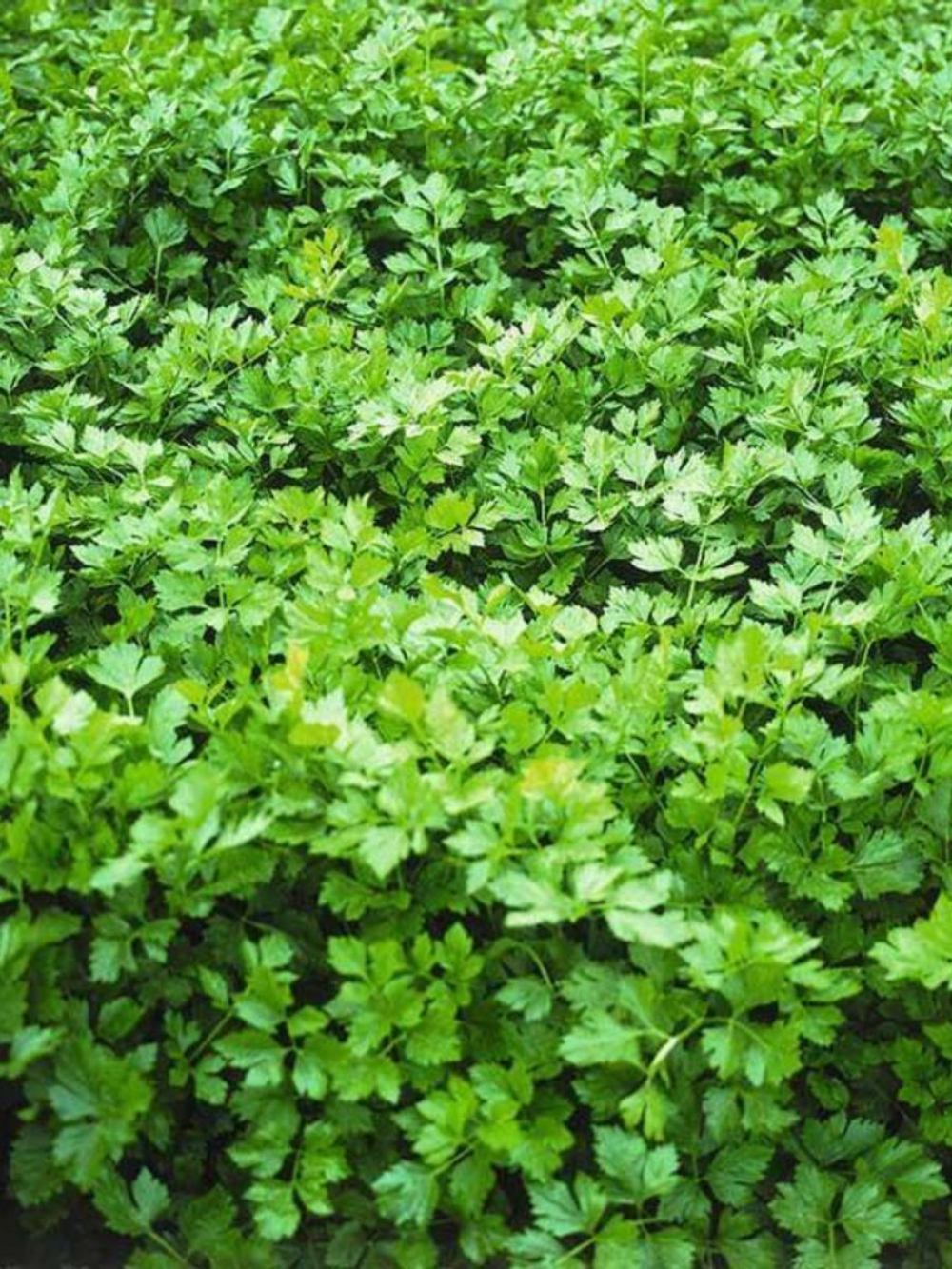 Семена сельдерей Афина листовой для посадки, 0,5 гр. семян (Vita Green / Вита Грин)