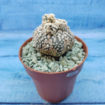 Astrophytum Asterias "Super Kabuto" (Астрофитум)