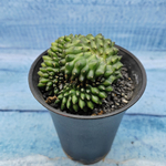 Gymnocalycium Spineless Crested form (Гимнокалициум Кристатный)