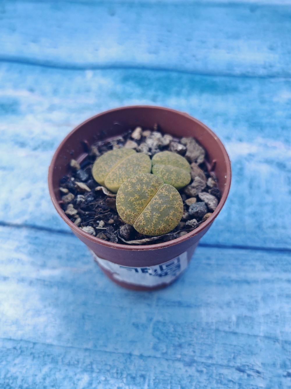 Lithops sp. (Литопсы)