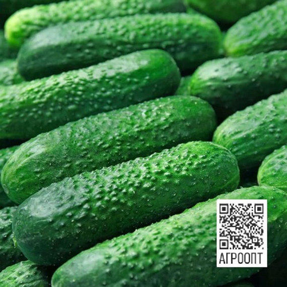 Рубинштейн F1 семена огурца партенокарпического (Rijk Zwaan / Райк Цваан) продукт
