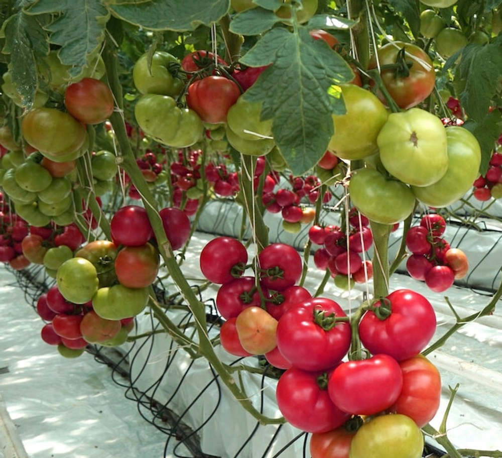 Томат Пинк Кристал F1 (25шт) Витагрин Профи