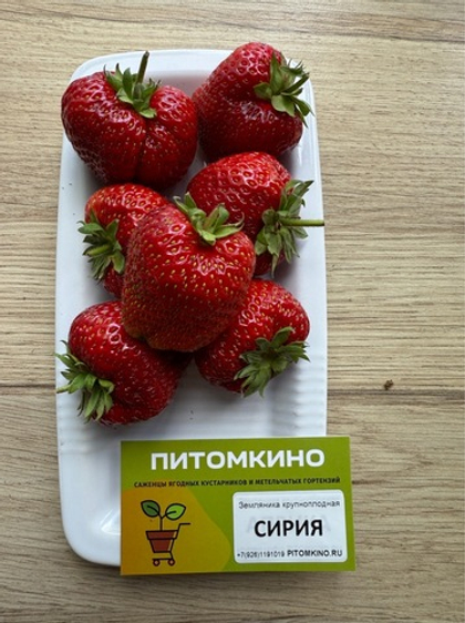 Земляника крупноплодная Сирия