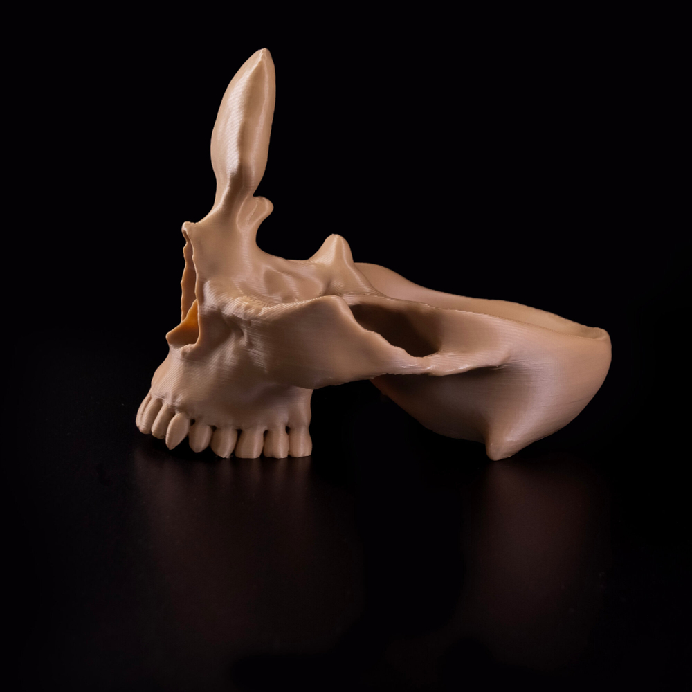 Подставка-череп для очков и мелочей в прихожую, 3D печать, светло-коричневый