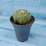 Astrophytum Asterias (Астрофитум)