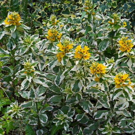 Вербейник точечный Александр С2