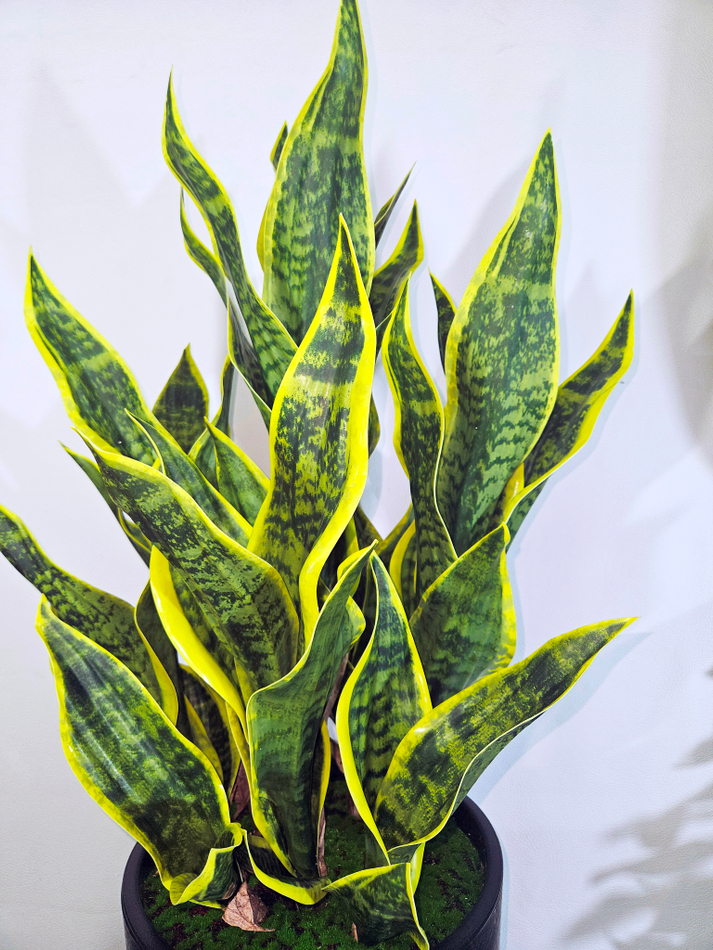 Сансевиерия искусственная 120см в высоком черном кашпо