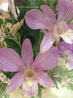 натуральные орхидеи в стекле, вакуум