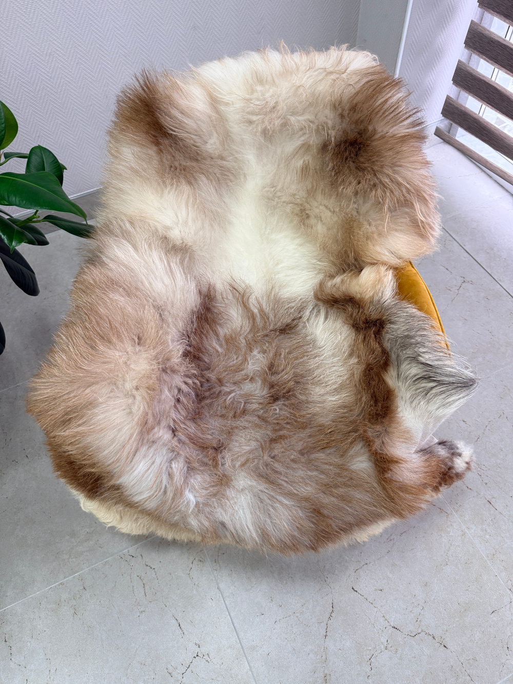 Шкура коврик меховой прикроватный овчина, 120х65 см.