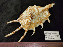 Лямбисы "130-170 мм"