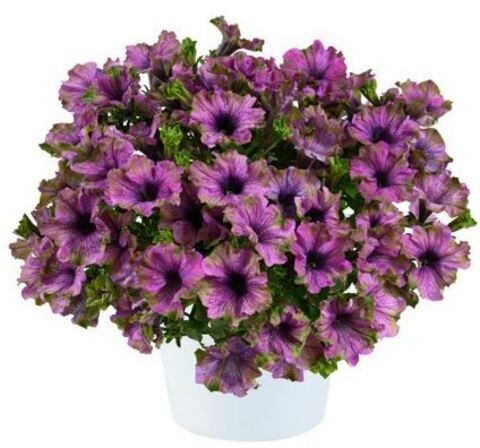 Петуния Amazonas Violet Parakeet