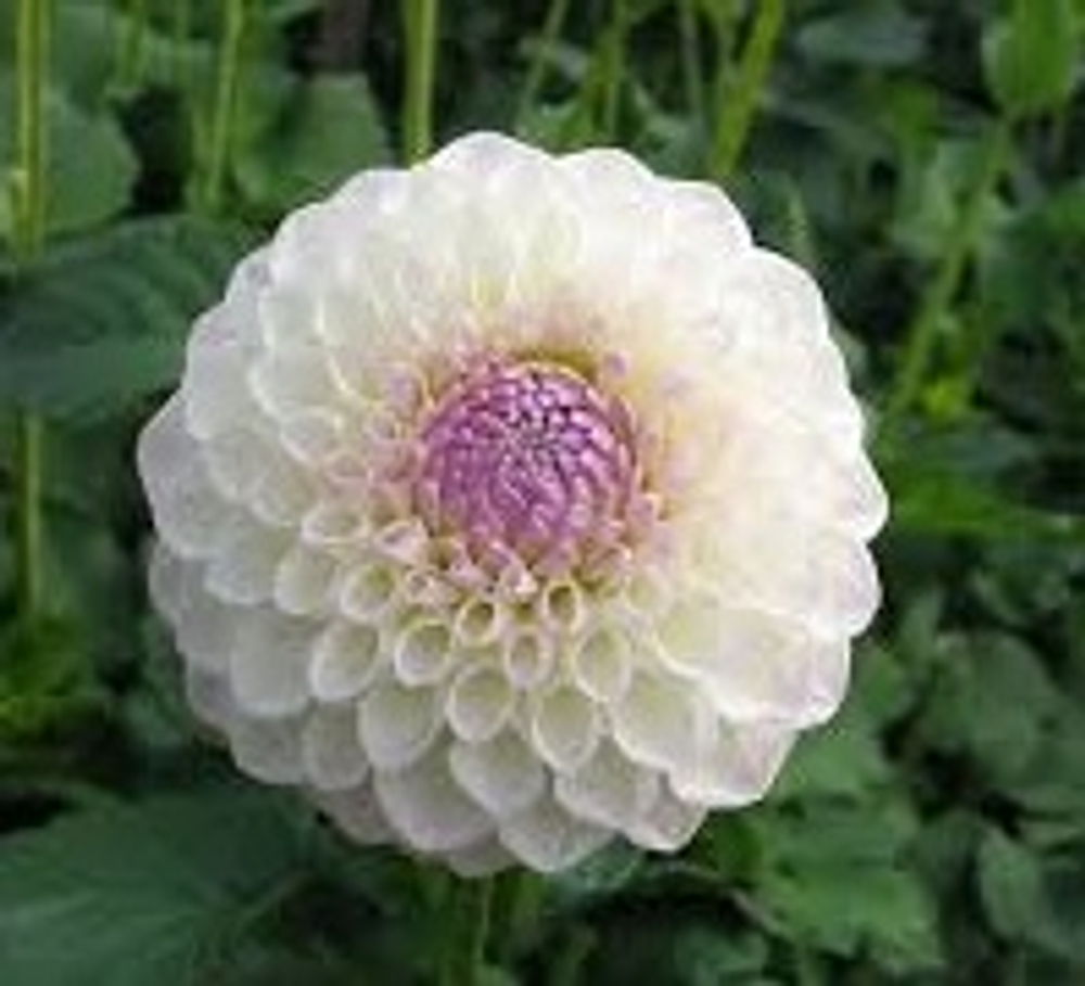 Георгин Андреа Лавсон (Andrea Lavson)