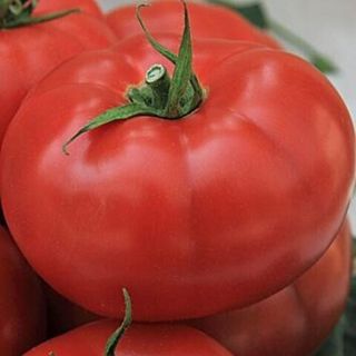 Томат Волгоградский 5/95   50 грамм