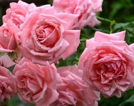 CORAL DAWN (Корал Дон)