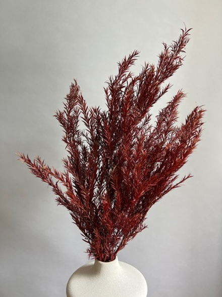 Чайное дерево бордо