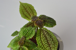 Пилея Мун Вэлли / Pilea Moon Valley