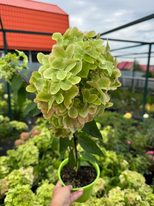 Гортензия Металлика С2 наличие