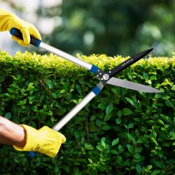 GAECO03-12 GREEN APPLE Дача Кусторез