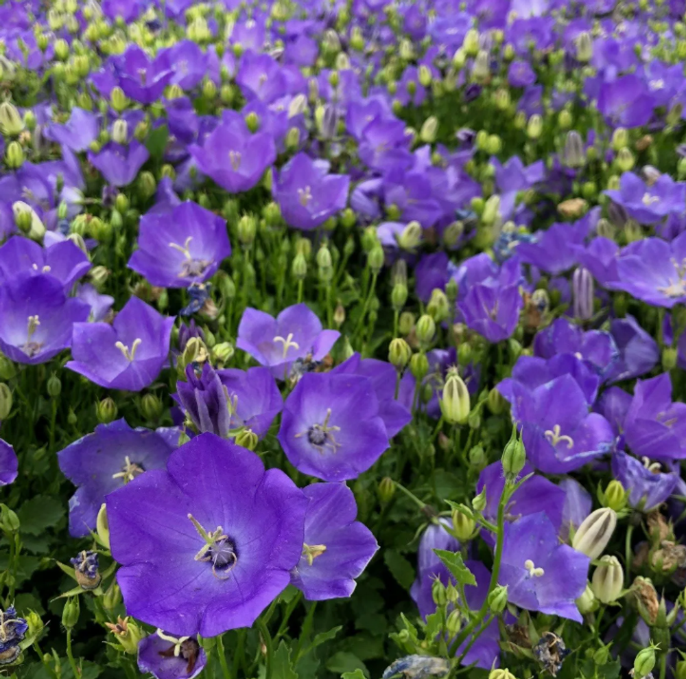 Колокольчик Блу Униформ рассада конец апреля 26