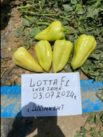 Перец Лотта F1 - Lotta F1 1000 семян