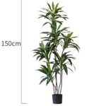 Кордилина остролистная зеленая 150 см.