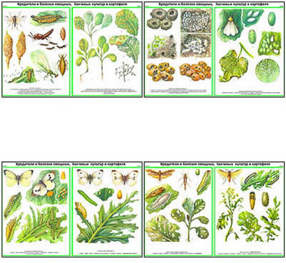 Плакаты ПРОФТЕХ &quot;Вредит., болезни овощн., бахчев., картоф. культ.&quot; Часть 1 (22 пл, винил, 70х100)