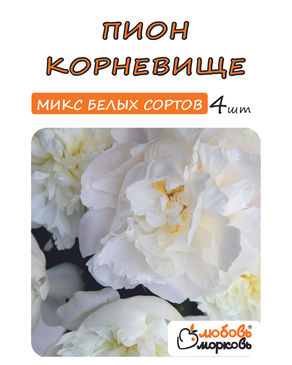 Пион Корневище, Микс белых сортов, 4шт