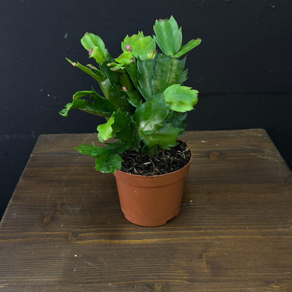 Шлюмбергера «Декабрист»