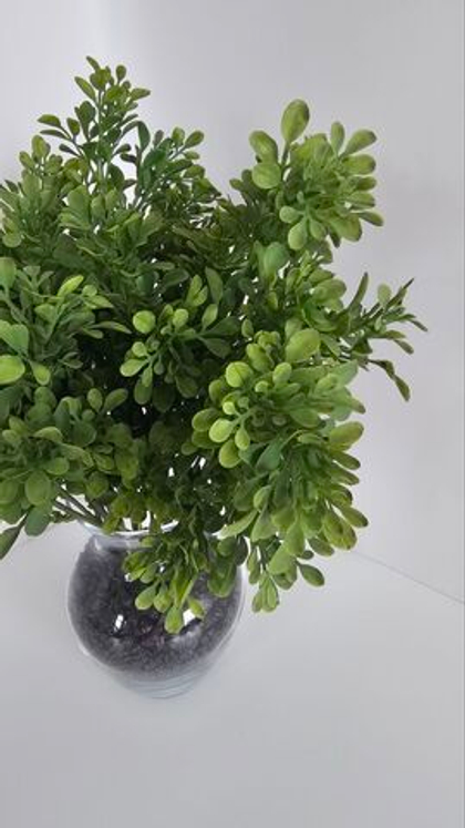 Самшит мелколистный / Арт 6360