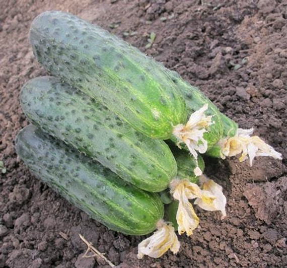 Афина F1 семена огурца пчелоопыляемого (Nunhems / Нюнемс) – фото 4