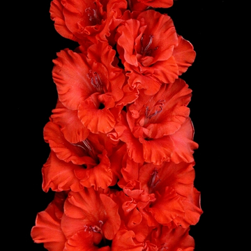 Гладиолус крупноцветковый Огонь Желаний