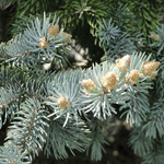 Ель колючая Блю Тотем