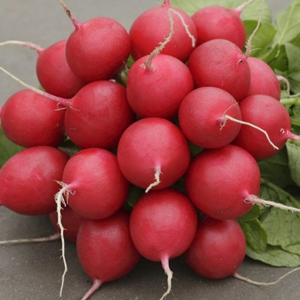 Стеллар F1 семена редиса (Syngenta / Сингента)