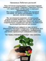 Пеларгония Эпл Блоссом Яблоневый цвет