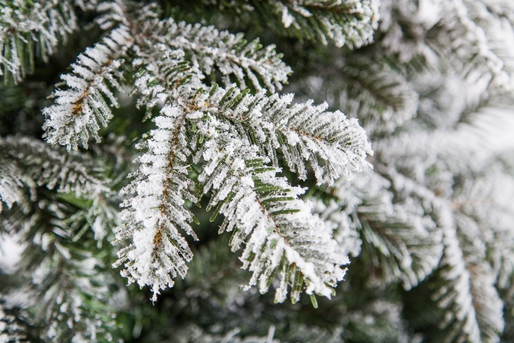 Ель 215см Black Box Сибирская заснеженная