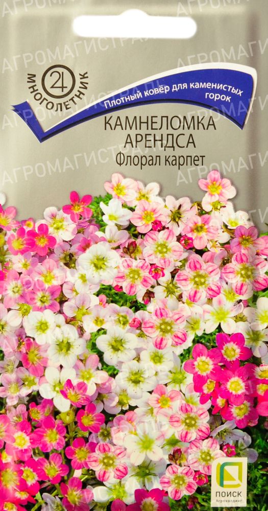 Камнеломка Арендса Флорал Карпет Поиск Ц