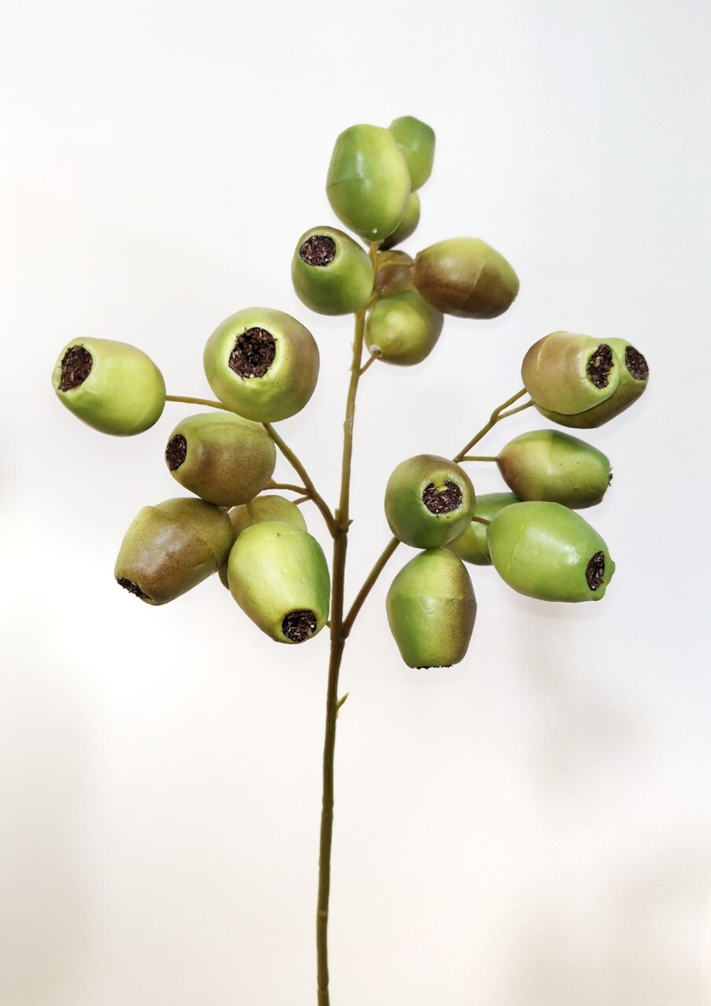 Ягоды эвкалипта