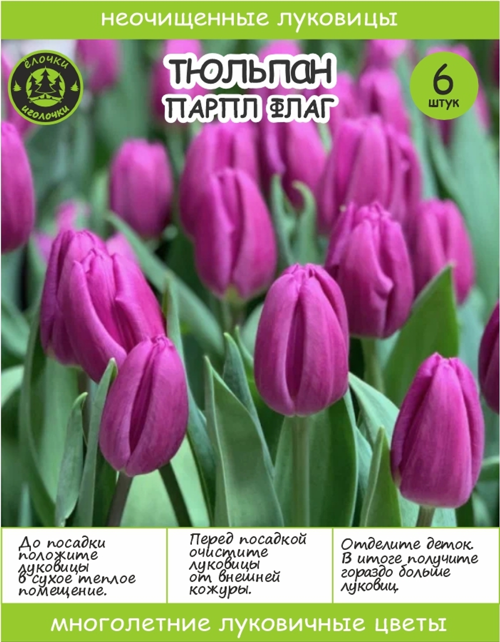 Тюльпан Луковица, Пурпл Флаг 6 шт