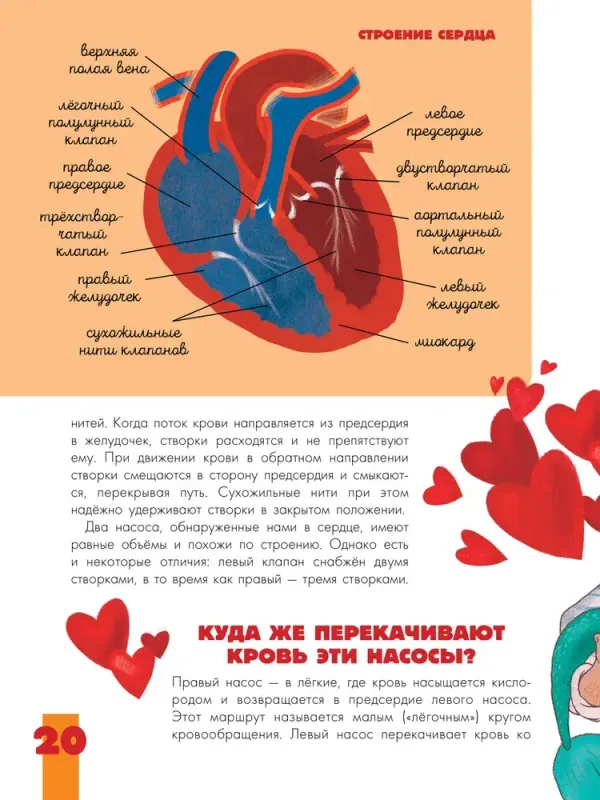 Тело человека