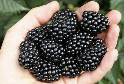 Ежевика Гай