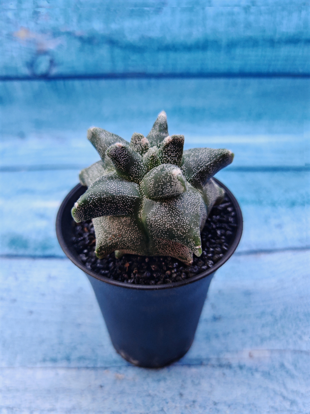Astrophytum Myriostigma monstrosa (Астрофитум)
