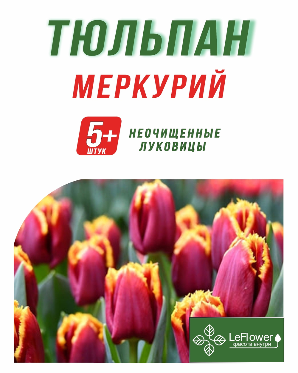 Тюльпан Луковица, Меркурий, 5+шт