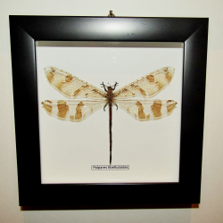 Муравьиный лев в рамке