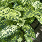 Диффенбахия SIRI CHOKCHAI